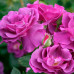 Троянда штамбова Вейченблау 2 прививки - оптом