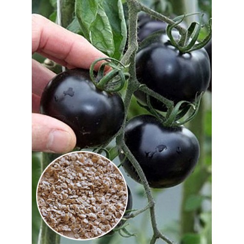 Томат Чорний Китай ваговий (насіння) 1 кг