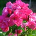 Троянда флорібунда Анжела клас А - оптом