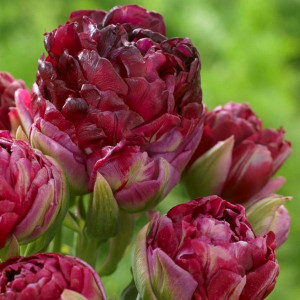 Тюльпаны Махровые+Многоцветковые