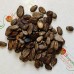 Арбуз Талисман F2 весовой (семена) 1 кг - оптом