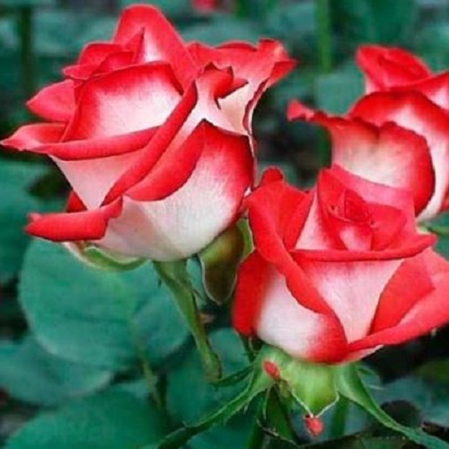 Роза бордюрная Бело-Красная (контейнер)