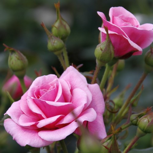 Троянда флорібунда Лілі Марлен (контейнер)