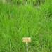 Трава Овсяница (Костриця) Тростниковая 1 кг - оптом
