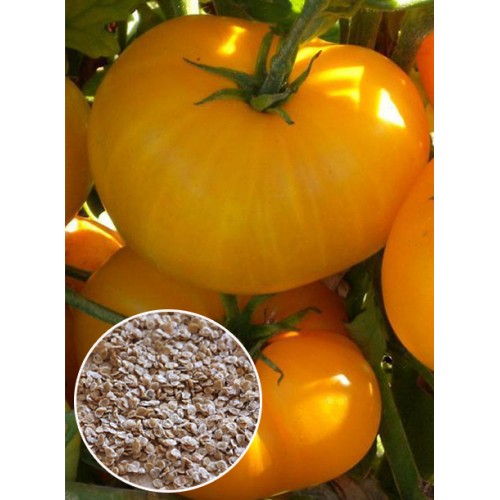 Томат Апельсин ваговий (насіння) 1 кг