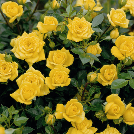 Роза мелкоцветковая Желтая (RoseLuxe Poland)