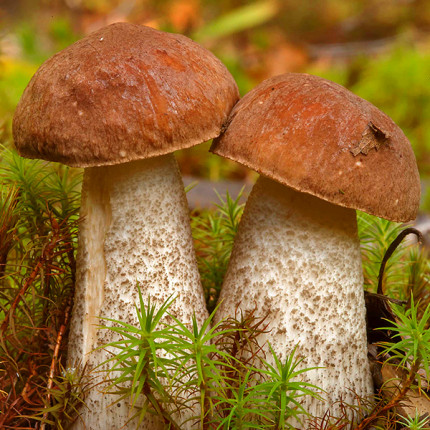 Подберезовик обыкновенный 50 г (мицелий грибов)