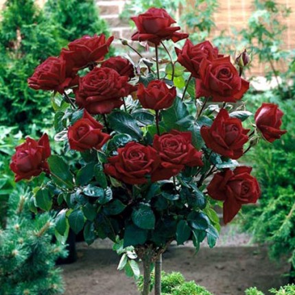 Троянда штамбова Tantau Баркароле (Barcarole) 1 прививка
