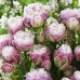Тюльпан Махровый + Многоцветковый Peggy Wonder 11/12 - оптом