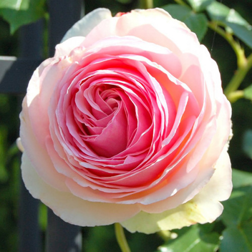 Роза английская плетистая Эден Роуз (Eden Rose) класс АА