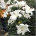 Лилия с гигантским цветком Appleton 16/18 - оптом