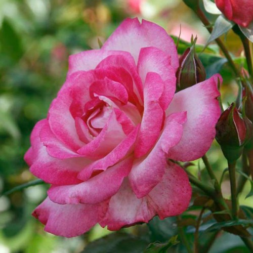 Роза штамбовая Шарика - Асма 2 привики
