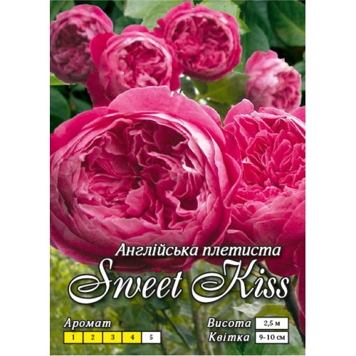 Роза английская плетистая Сладкий поцелуй класс А