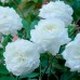 Троянда штамбова Біла Сенсація 2 прививки - оптом