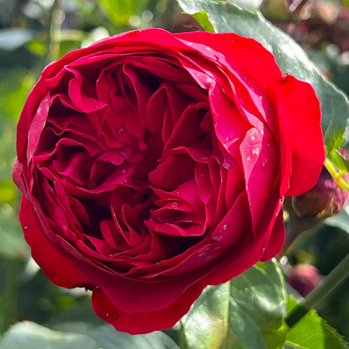 Роза английская плетистая Ред Иден Роуз А класс