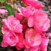 Троянда флорібунда Анжела клас АА - оптом