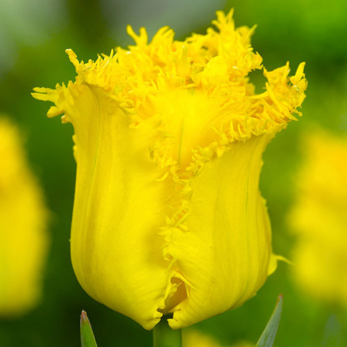 Тюльпан оторочений Yellow Valery (FR) 12+